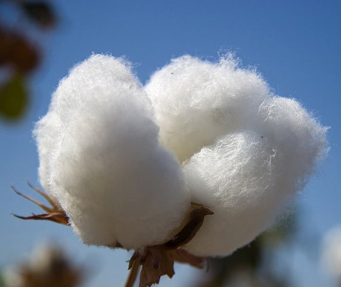 Планински памук (Upland cotton)